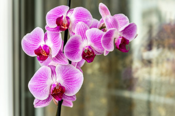 Wall Mural - Orchid on the windowsill on the balcony