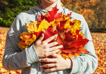 Wall Mural - Young teenage girl holding a pile of yellow and red maple leaves in her hands in bright sunny day in autumn park, front view, no face visible