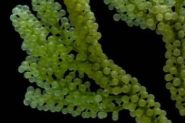 Wall Mural - Caulerpa lentillifera, Sea Grapes, Green Caviar isolated on black background.