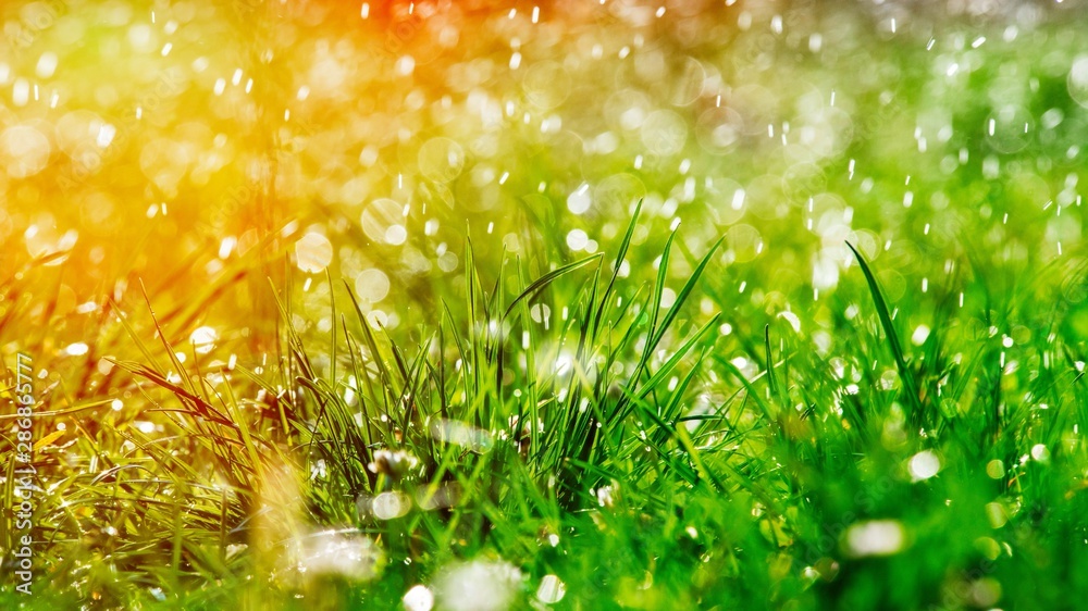 Green grass under water drops sun day light close - obrazy, fototapety, plakaty 