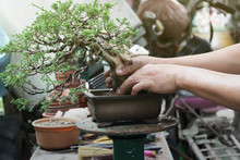 Making Of Bonsai Trees, Handmade Accessories Wire And Scissor Bonsai Tools, Stand Of Bonsai, Concept Bonsai Tree.