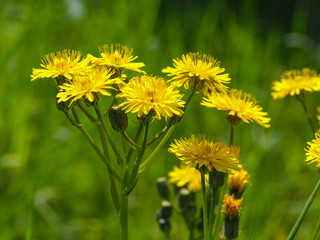 Wall Mural - Dandelion plant with yellow flowers and buds in summer, North Yorkshire, England