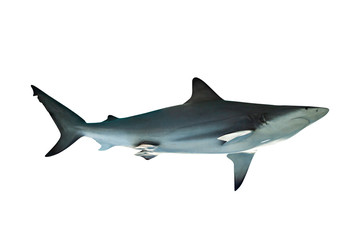 Wall Mural - Shark isolated on white background with clipping path