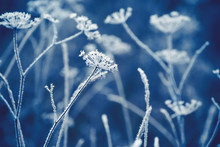 Dried Flowers In A Meadow In White Hoarfrost. Magic Photo Of White Hoarfrost On Plants. Soft Selective Focus.