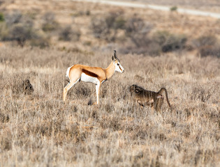 Springboks And Baboons