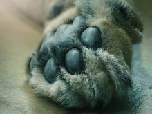 Closeup Of Lion Paw 