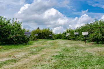 An orchard lane with signs depicting types of apples.  Blue dramatic sky.