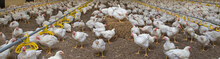 Poultry. Chicken In Stable. Chicken Barn. Panorama. Netherlands. With Straw. 