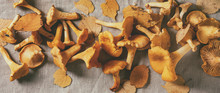 Forest Chanterelle Mushrooms