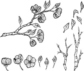 Wall Mural - Hand drawn botanical doodle of apple, sakura, cherry and plum flower blossom. Flower vector illustration in black outline on white background