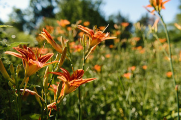 Wall Mural - image of wildflowers growing in a field