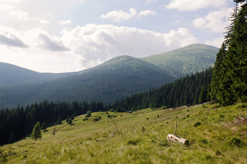 Wall Mural - image of a mountain range, forest and lawns