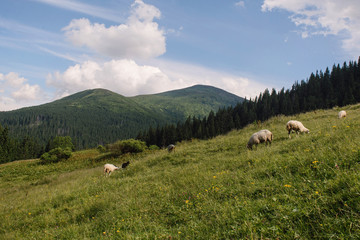 Wall Mural - image of a mountain range, forest and lawns