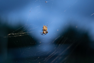 spider 2