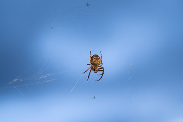 spider