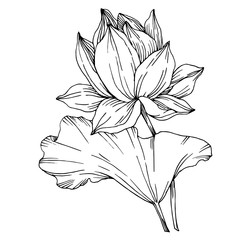 Vector Lotus floral botanical flowers. Black and white engraved ink art. Isolated lotus illustration element.
