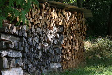 Wall Mural - Timber industry. Cut tree trunks in the forest