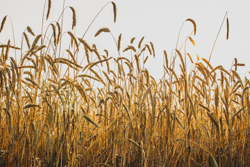 golden spikelets of rye close-up. Light at sunset.