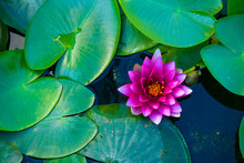  Purple Water Lily On A Natural Background Of Green Leaves
