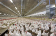Poultry. Chicklets. Chicken. Stable. Farming. Modern fresh and light stable. Netherlands.
