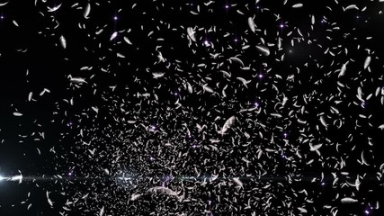 Wall Mural - Feather fluffy and Lens Flares Particles background
