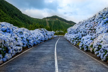 Wall Mural - Azores, road with white and blue hydrangea flowers at the roadside at São Miguel, Açores, Portugal