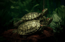 Three Turtles On A Green Background, Unrecognizable Place