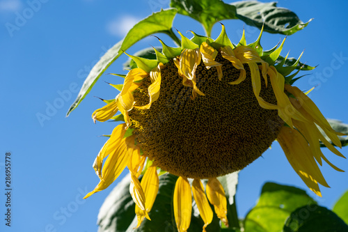 Fotografía Wilting, dying sunflower in a field on a sunny day, concept for end of summer