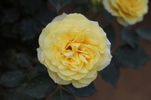 サンライト ロマンティカ　明るい黄色のバラ