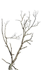 Wall Mural - dry tree branch isolated on white background. object with clipping path.