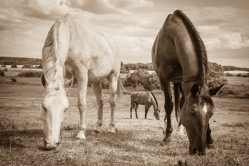 Wall Mural - Two wild horses on meadow field