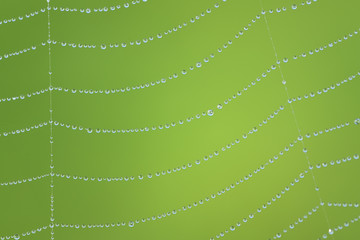 Wall Mural - Closeup and background of a cobweb with small dew drops hanging on it