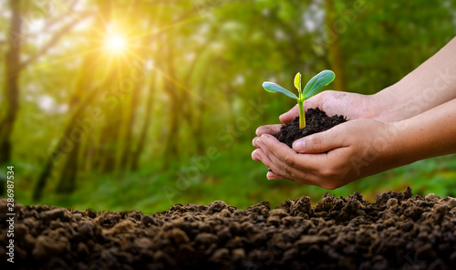 Fotografía environment Earth Day In the hands of trees growing seedlings