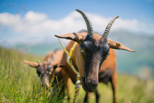 Two Mountain Goats In The Austrian Alps, Gastein, Salzburg, Austria