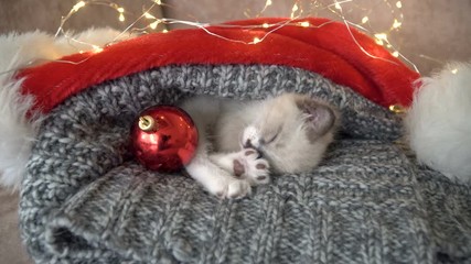 Wall Mural - Kitten near light and christmas ball