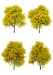 Silver wattle tree in spring season Isolated on white background with clipping path , 3d illustration