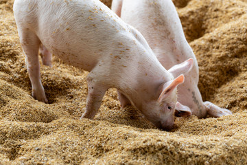 Wall Mural - Happiness pigs playing together in organic rural farm agricultural. Livestock industry