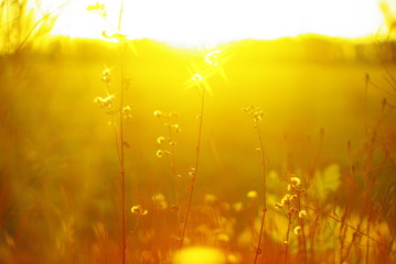  beautiful glare of the setting sun on the field grass