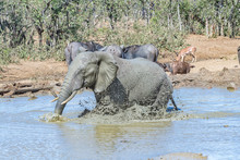 African Elephant Stirring Up Mud For A Mud Bath