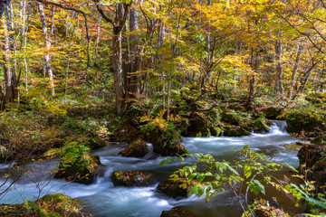  Oirase Stream in sunny day, beautiful fall foliage scene in autumn colors. Flowing river, fallen leaves, mossy rocks in Towada Hachimantai National Park, Aomori, Japan. Famous and popular destinations