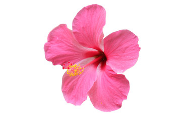 Wall Mural - isolated​ hibiscus flower on​ white​ background.​ pink flower​ on​ white​ background.