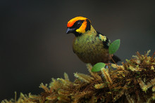 Flame-faced Tanager, Tangara Parzudakii, Sitting On Beautiful Mossy Branch. Bird From Mindo, Ecuador. Birdwatching In South America. Animal In The Green Forest.
