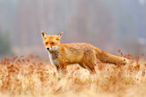Fototapeta  - Red Fox hunting, Vulpes vulpes, wildlife scene from Europe. Orange fur coat animal in the nature habitat. Fox on the green forest meadow.