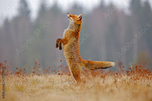 Valokuvatapetti Red Fox hunting, Vulpes vulpes, wildlife scene from Europe