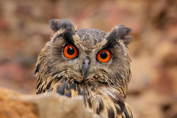 Eurasian Eagle Owl, Bubo Bubo, sitting on the tree branch, wildlife photo in the forest with orange autumn colours, Slovakia. Bird in the forest.