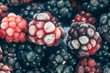 Poster - Close up fresh frozen blackberry background. Macro view.