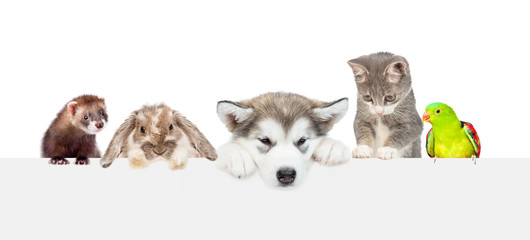 Poster - Large group of pets  over empty white banner. isolated on white background. Empty space for text