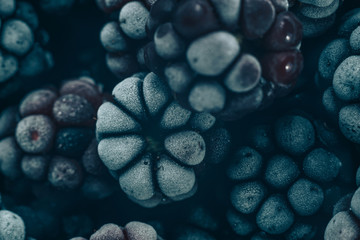 Poster - Close up fresh frozen blackberry background. Macro view.