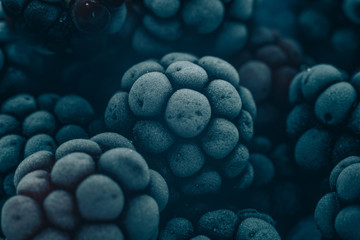 Poster - Close up fresh frozen blackberry background. Macro view.