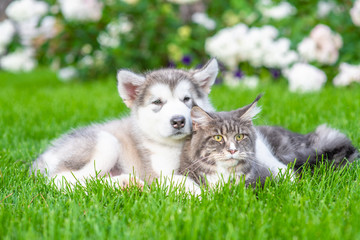 Alaskan malamute puppy hugging adult maine coon cat on green summer grass